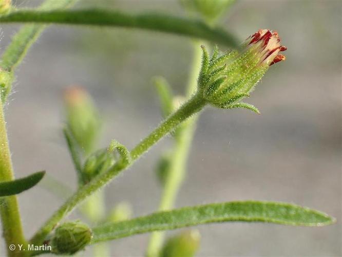 <i>Dittrichia graveolens</i> (L.) Greuter, 1973 © 