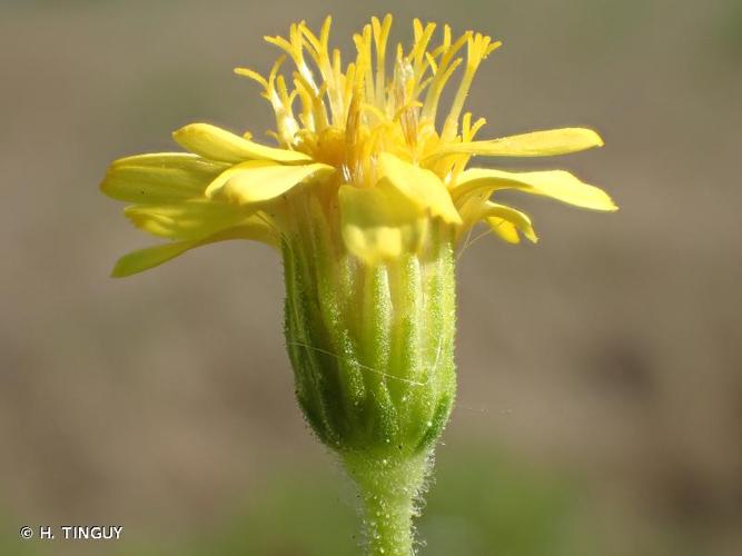 <i>Dittrichia viscosa</i> (L.) Greuter, 1973 © H. TINGUY