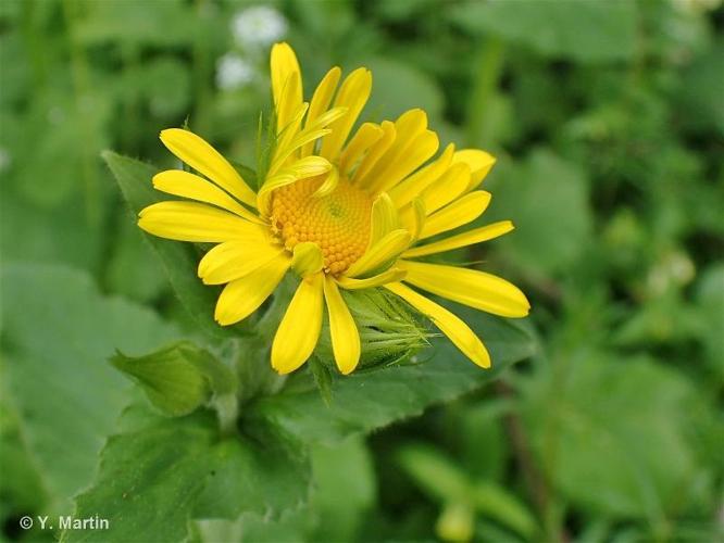 <i>Doronicum austriacum</i> Jacq., 1774 © 