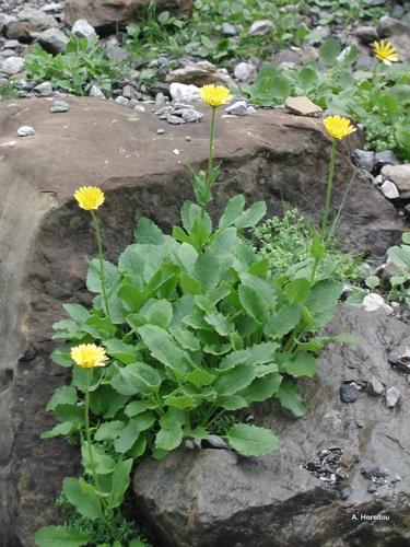 <i>Doronicum grandiflorum</i> Lam., 1786 © A. Horellou