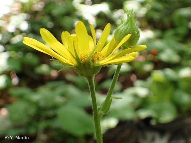 <i>Doronicum pardalianches</i> L., 1753 © 