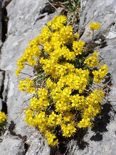 <i>Draba aizoides</i> L., 1767 © H. TINGUY