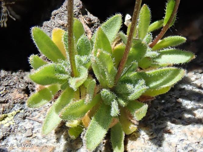 <i>Draba siliquosa</i> M.Bieb., 1808 © H. TINGUY