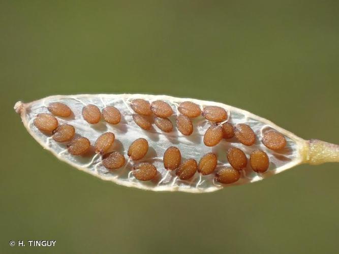 <i>Draba verna</i> L., 1753 © H. TINGUY