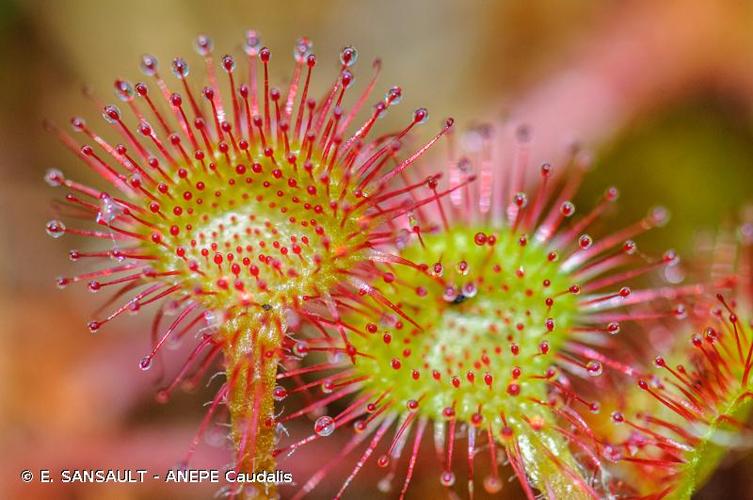 <i>Drosera rotundifolia</i> L., 1753 © E. SANSAULT - ANEPE Caudalis