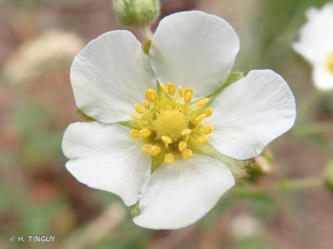 <i>Drymocallis rupestris</i> (L.) Soják, 1989 © H. TINGUY