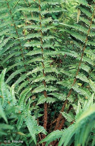<i>Dryopteris affinis</i> (Lowe) Fraser-Jenk., 1979 s.l. [nom. cons. prop.] © S. Filoche