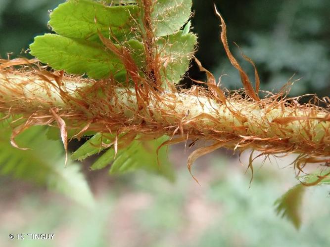 <i>Dryopteris cambrensis</i> (Fraser-Jenk.) Beitel & W.R.Buck, 1988 © H. TINGUY