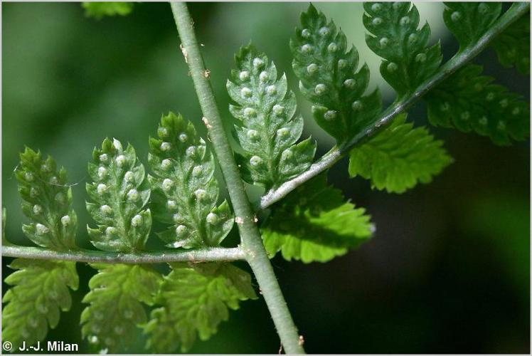 <i>Dryopteris carthusiana</i> (Vill.) H.P.Fuchs, 1959 © 