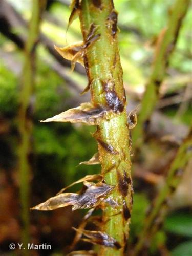 <i>Dryopteris dilatata</i> (Hoffm.) A.Gray, 1848 © 