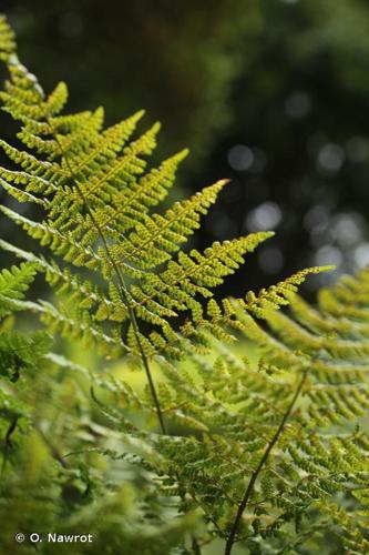 <i>Dryopteris expansa</i> (C.Presl) Fraser-Jenk. & Jermy, 1977 © O. Nawrot