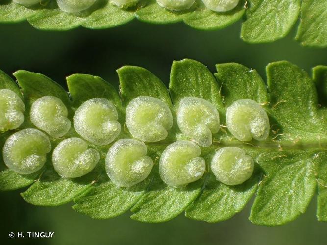 <i>Dryopteris filix-mas</i> (L.) Schott, 1834 © H. TINGUY