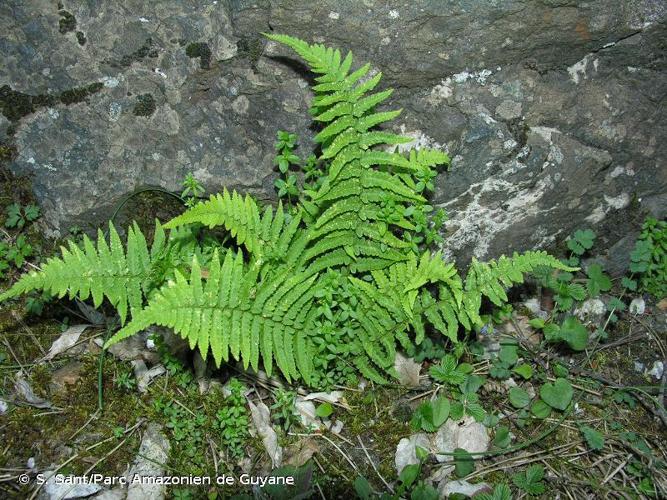 <i>Dryopteris tyrrhena</i> Fraser-Jenk. & Reichst., 1975 © S. Sant/Parc Amazonien de Guyane