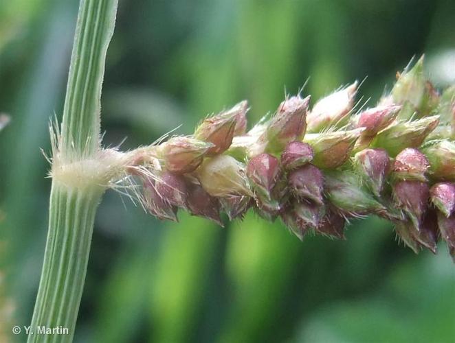 <i>Echinochloa crus-galli</i> (L.) P.Beauv., 1812 © 