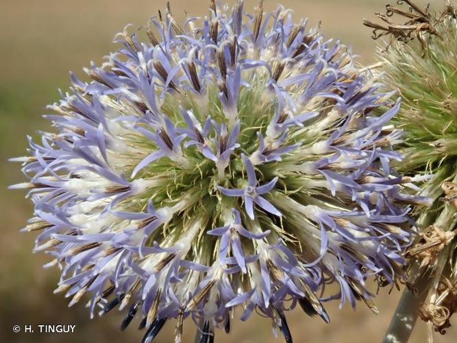 <i>Echinops exaltatus</i> Schrad., 1809 © H. TINGUY