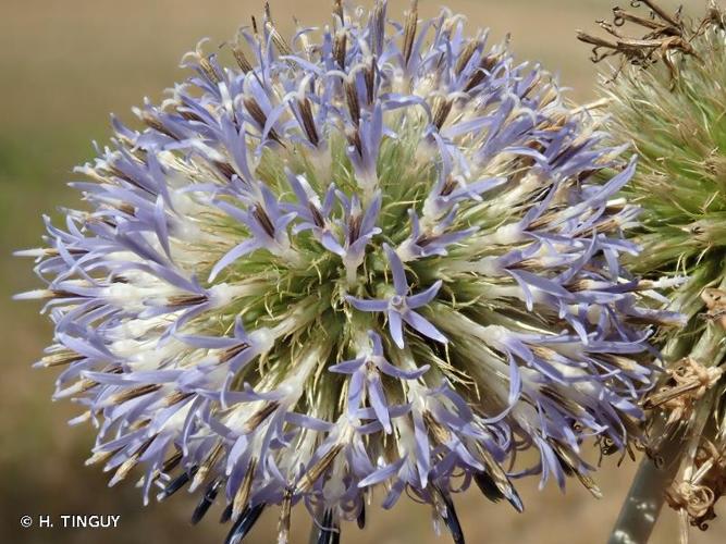 <i>Echinops exaltatus</i> Schrad., 1809 © H. TINGUY