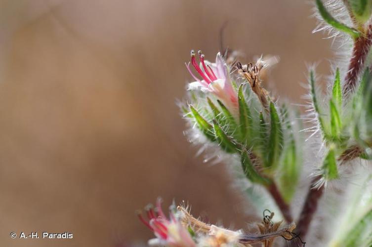 <i>Echium asperrimum</i> Lam., 1792 © A.-H. Paradis