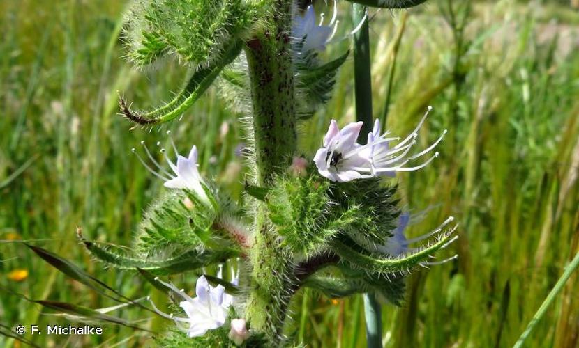 <i>Echium italicum</i> L., 1753 © F. Michalke