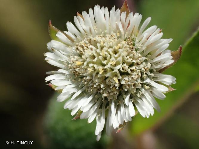 <i>Eclipta prostrata</i> (L.) L., 1771 © H. TINGUY