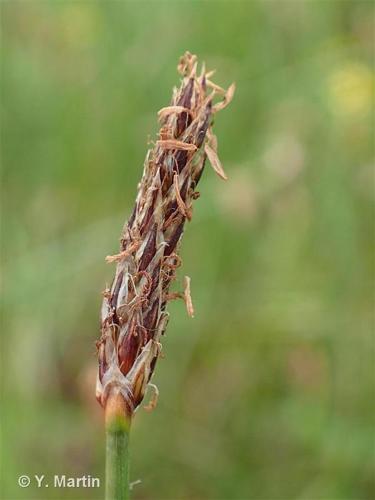 <i>Eleocharis palustris</i> (L.) Roem. & Schult., 1817 © 