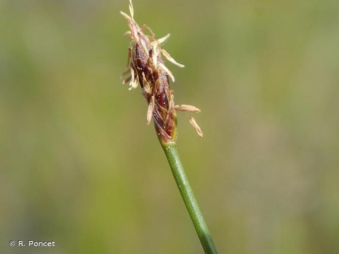 <i>Eleocharis uniglumis</i> (Link) Schult., 1824 © R. Poncet