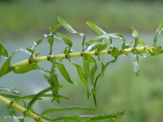 <i>Elodea nuttallii</i> (Planch.) H.St.John, 1920 © 