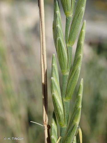 <i>Elytrigia elongata</i> (Host) Nevski, 1936 © H. TINGUY