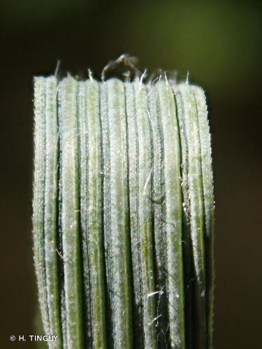 <i>Elytrigia obtusiflora</i> (DC.) Tzvelev, 1993 © H. TINGUY