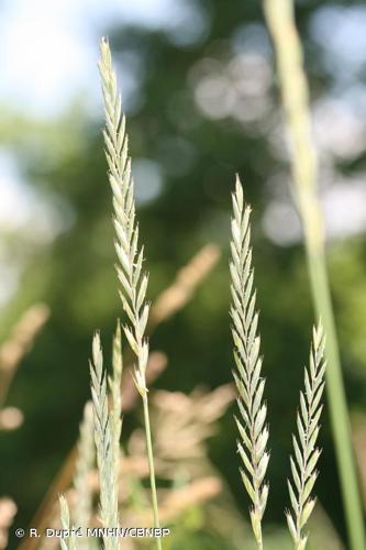 <i>Elytrigia repens</i> (L.) Desv. ex Nevski, 1934 © R. Dupré MNHN/CBNBP