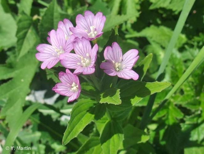 <i>Epilobium alpestre</i> (Jacq.) Krock., 1787 © 