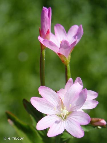 <i>Epilobium alsinifolium</i> Vill., 1779 © H. TINGUY