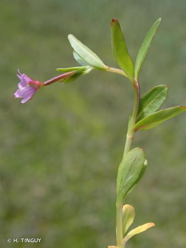 <i>Epilobium anagallidifolium</i> Lam., 1786 © H. TINGUY