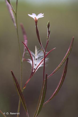 <i>Epilobium brachycarpum</i> C.Presl, 1831 © O. Nawrot