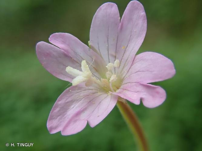 <i>Epilobium montanum</i> L., 1753 © H. TINGUY