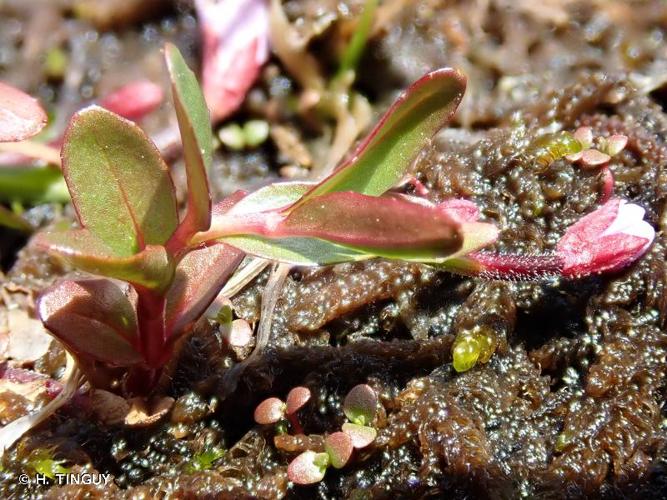 <i>Epilobium nutans</i> F.W.Schmidt, 1794 © H. TINGUY