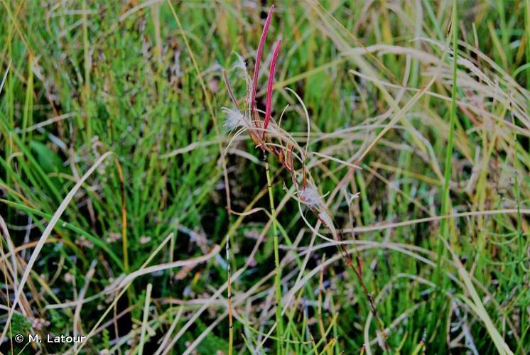 <i>Epilobium palustre</i> L., 1753 © M. Latour