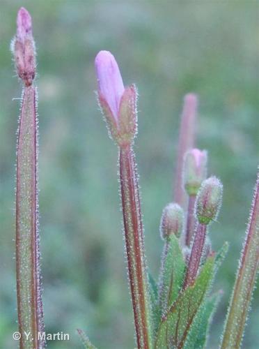 <i>Epilobium parviflorum</i> Schreb., 1771 © 