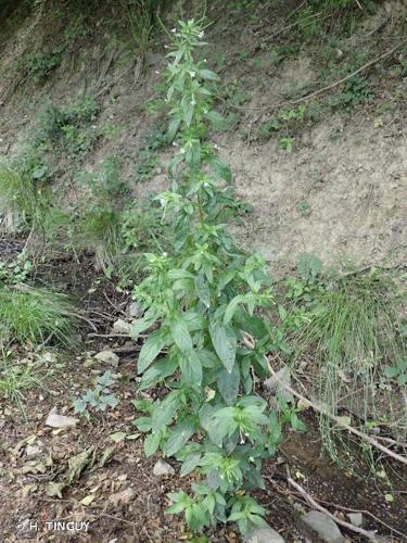 <i>Epilobium roseum</i> Schreb., 1771 © H. TINGUY