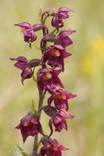 <i>Epipactis atrorubens</i> (Hoffm.) Besser, 1809 © S. Filoche