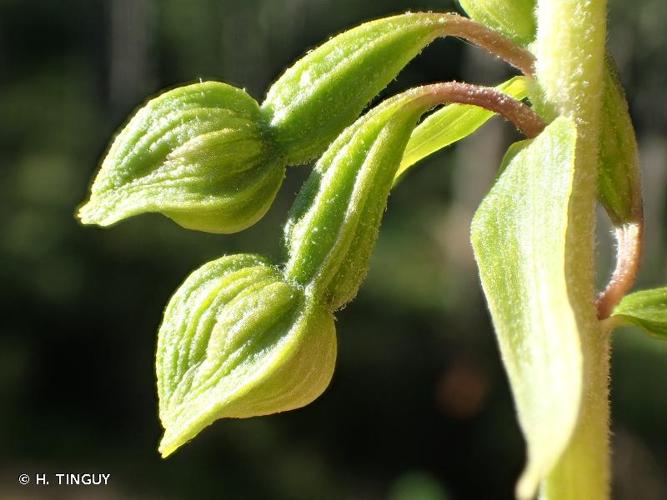 <i>Epipactis distans</i> Arv.-Touv., 1872 © H. TINGUY