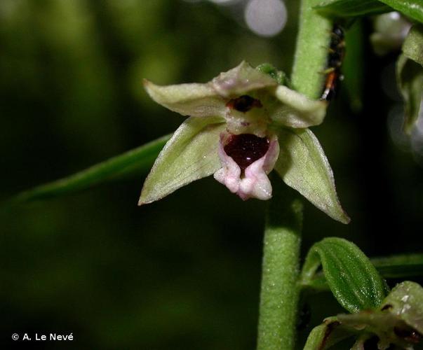 <i>Epipactis leptochila</i> (Godfery) Godfery, 1921 © A. Le Nevé