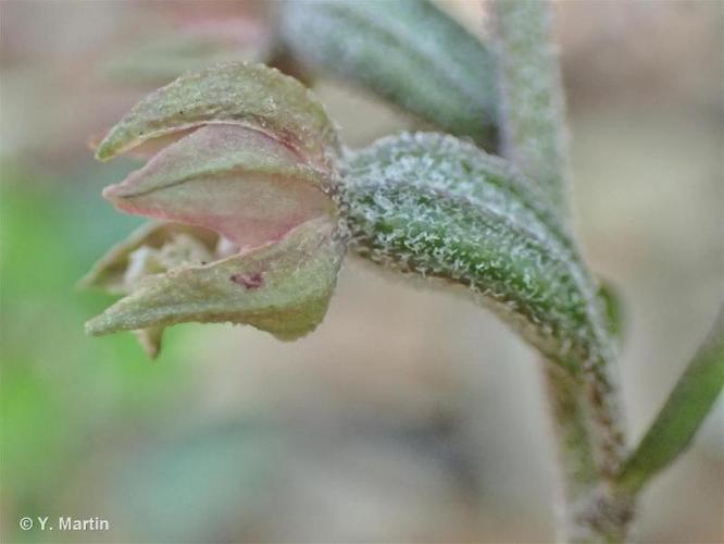 <i>Epipactis microphylla</i> (Ehrh.) Sw., 1800 © 