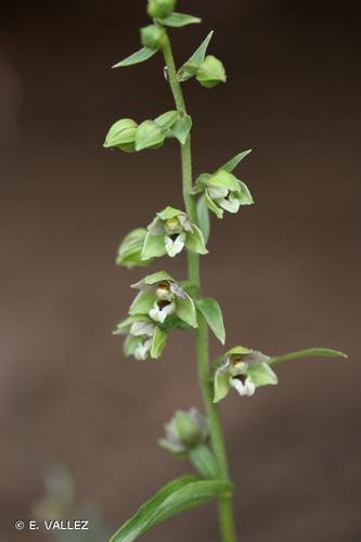 <i>Epipactis muelleri</i> Godfery, 1921 © E. VALLEZ