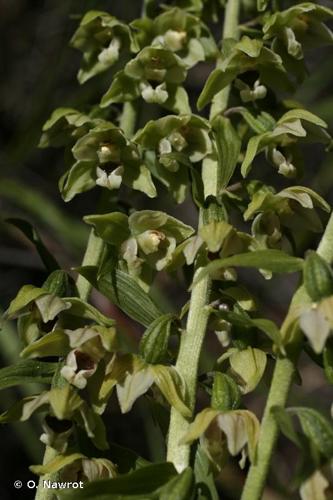 <i>Epipactis rhodanensis</i> Gévaudan & Robatsch, 1994 © O. Nawrot