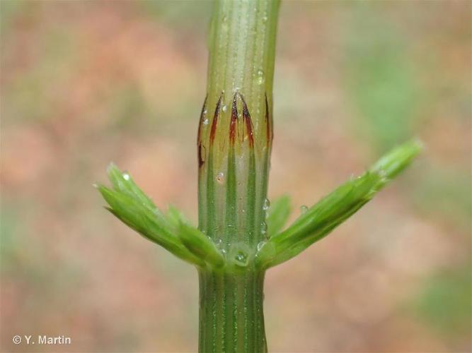 <i>Equisetum arvense</i> L., 1753 © 