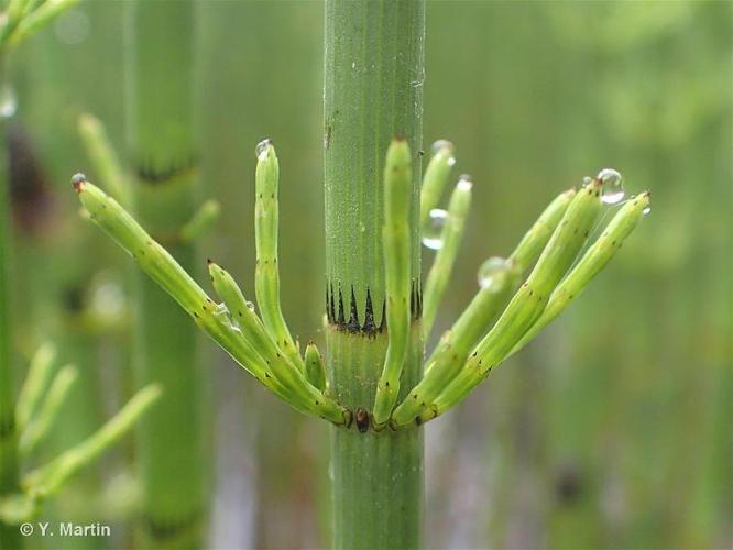 <i>Equisetum fluviatile</i> L., 1753 © 