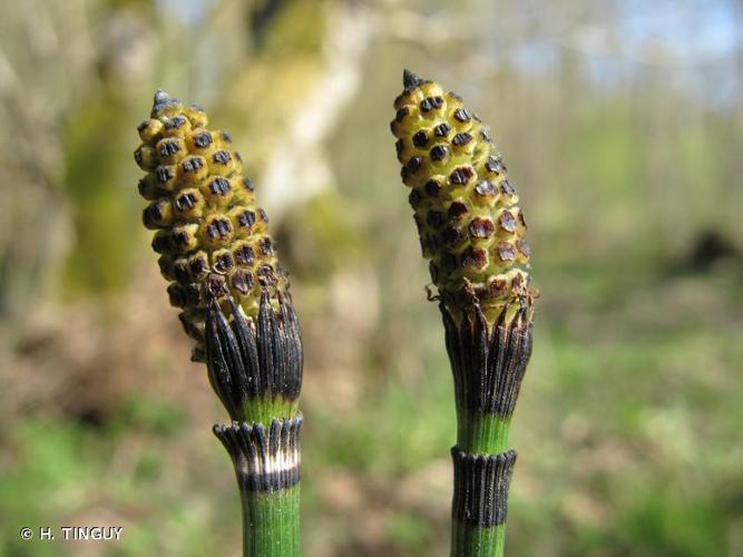 <i>Equisetum hyemale</i> L., 1753 © H. TINGUY