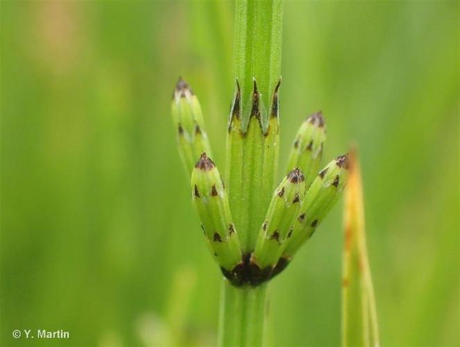 <i>Equisetum palustre</i> L., 1753 © 