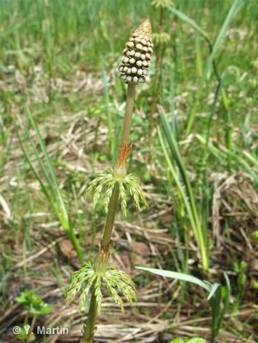 <i>Equisetum sylvaticum</i> L., 1753 © 