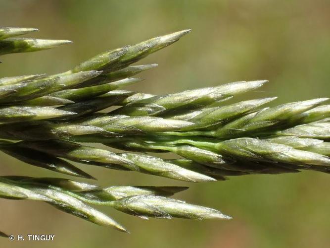 <i>Eragrostis curvula</i> (Schrad.) Nees, 1841 © H. TINGUY